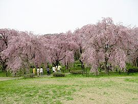 米内浄水場・垂れ桜