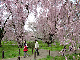 米内浄水場・垂れ桜